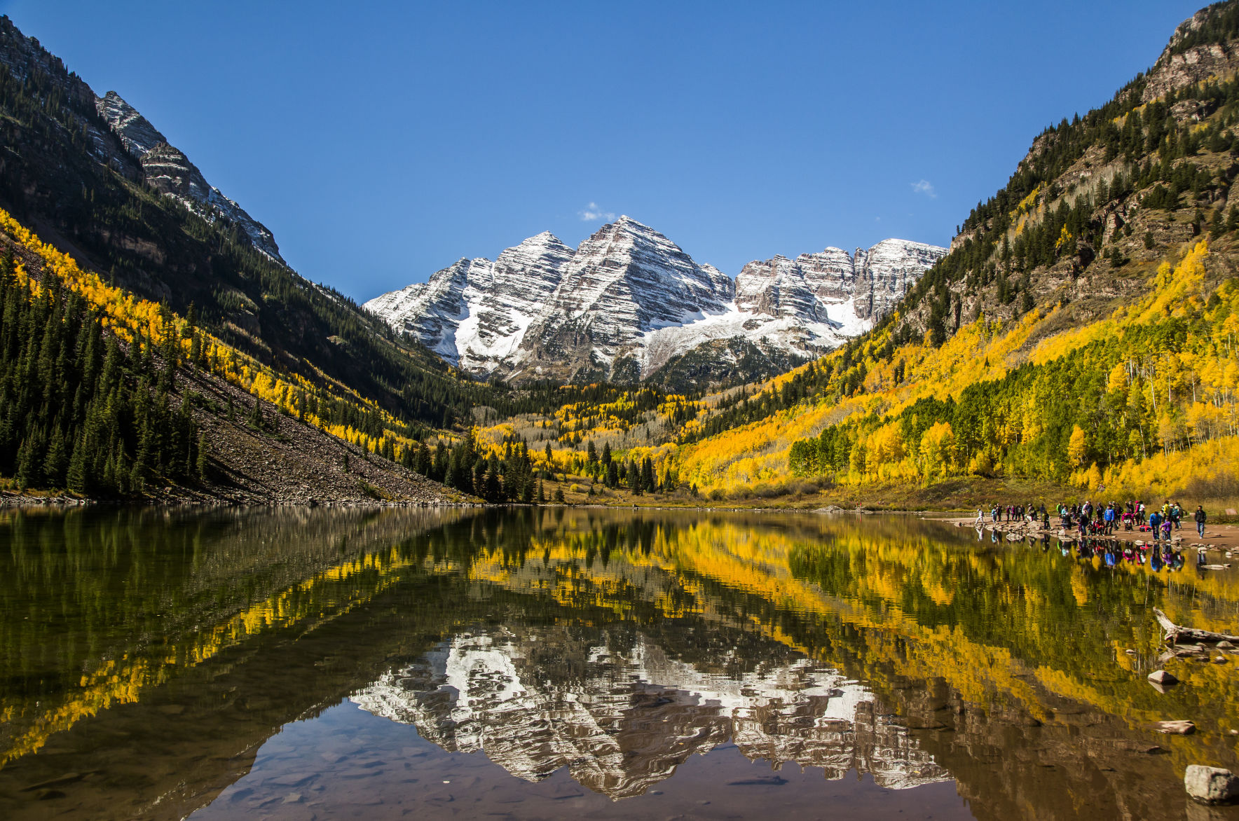 MAROON BELLS